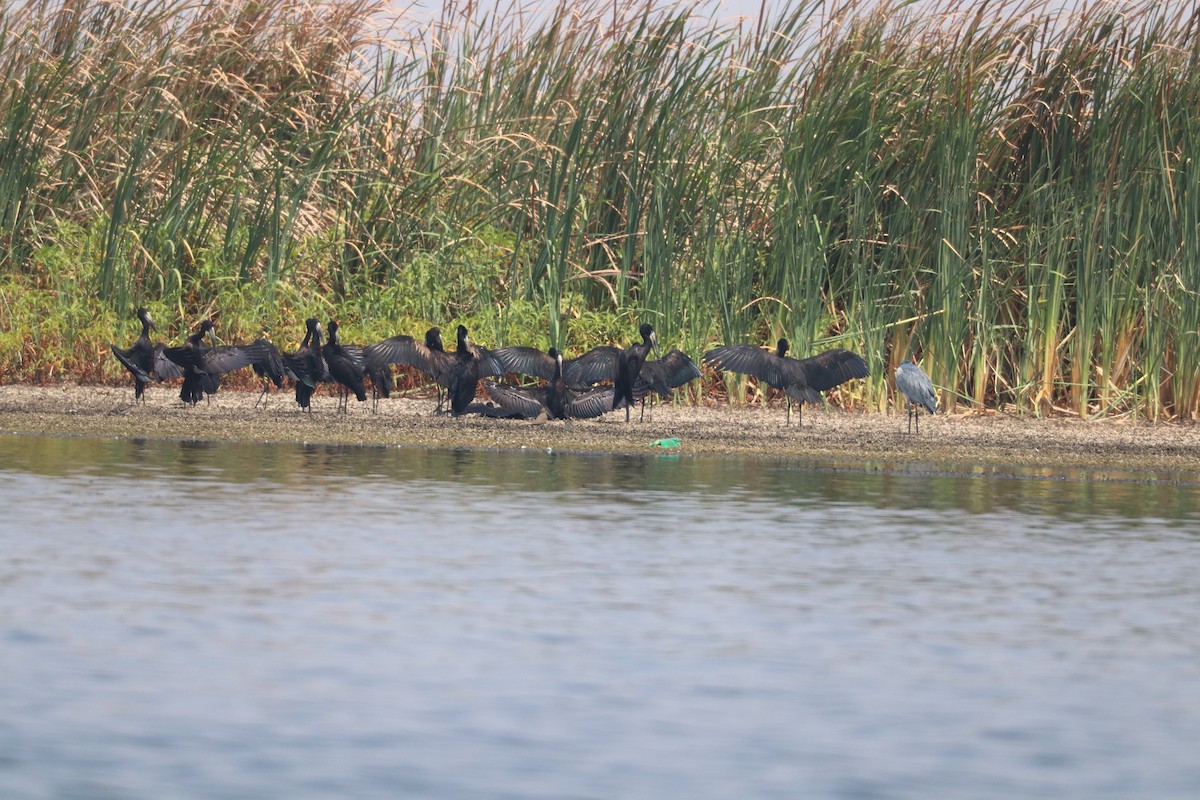 African Openbill - ML643501506