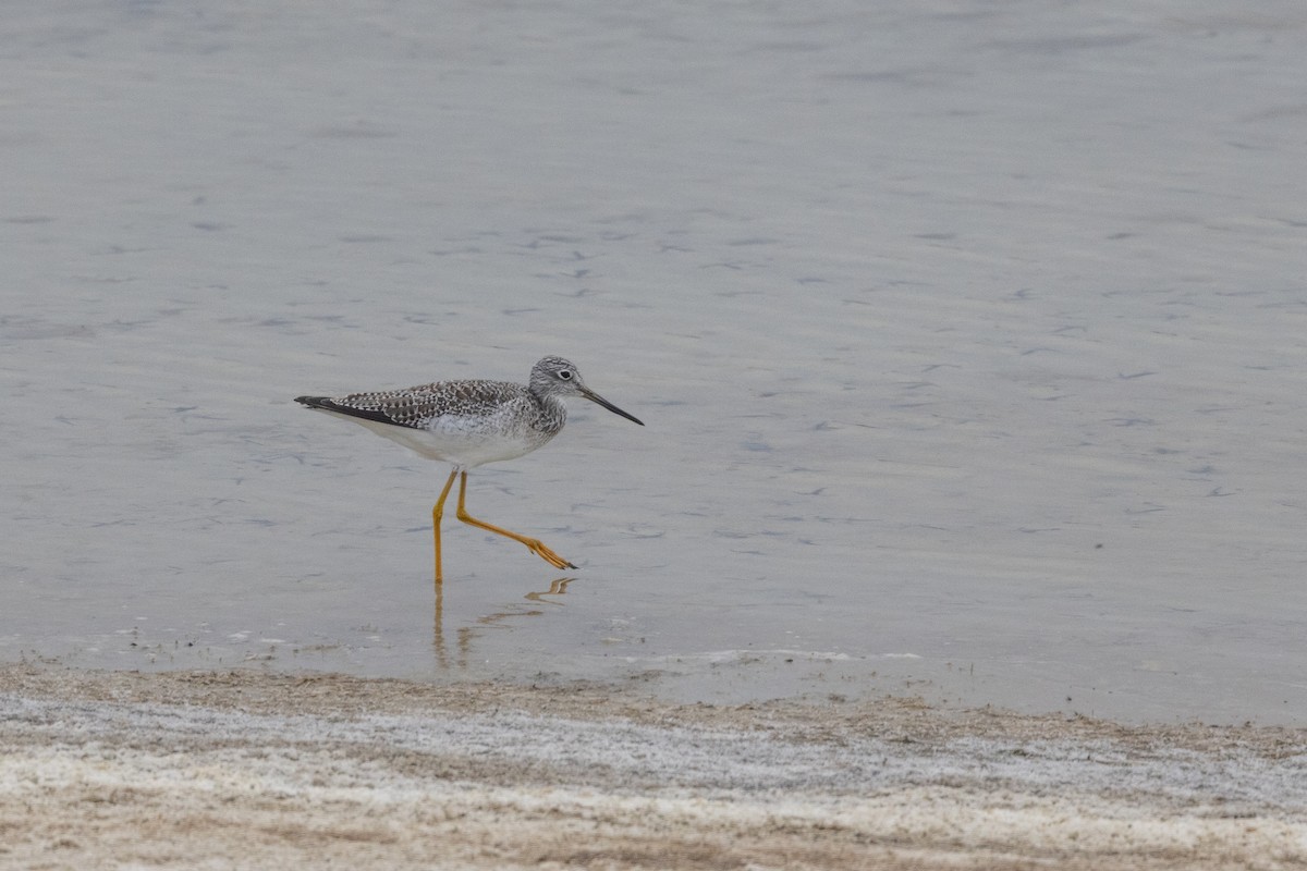 Greater Yellowlegs - ML643501507