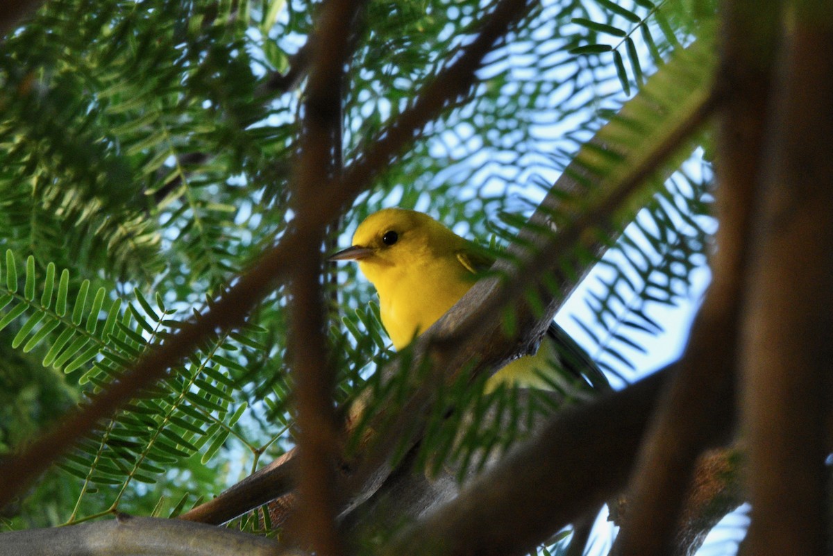Prothonotary Warbler - ML643501518