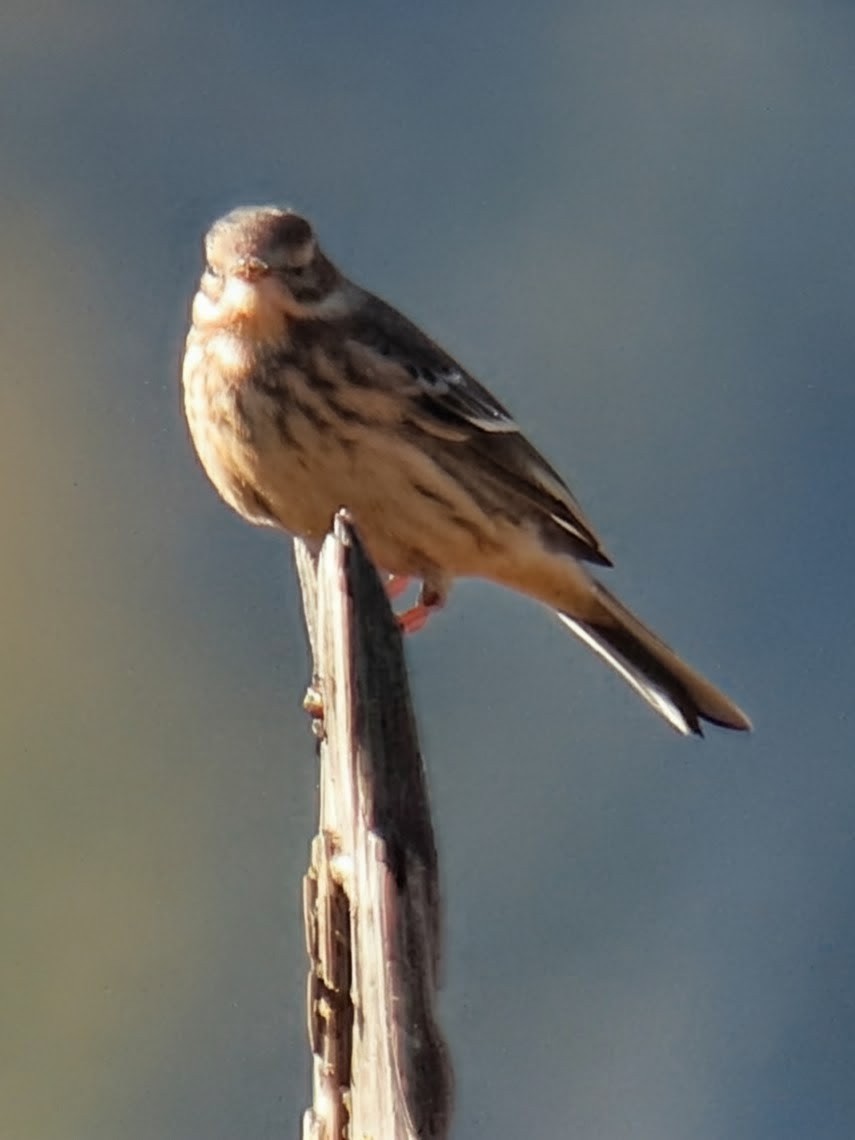 American Pipit - ML643501523