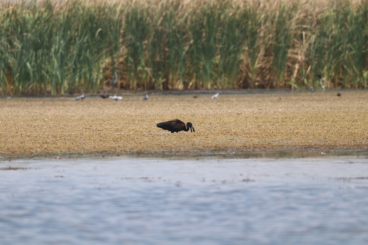 African Openbill - ML643501529