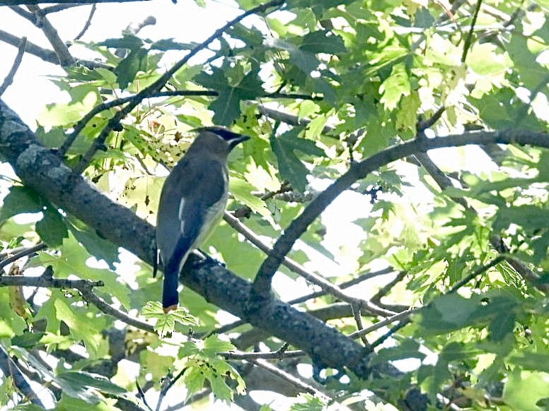 Cedar Waxwing - ML643501533