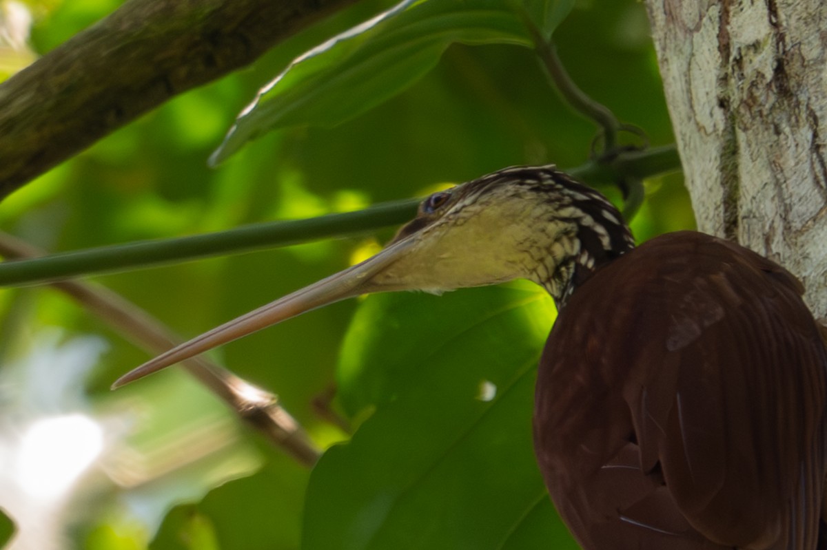 Long-billed Woodcreeper - ML643501541