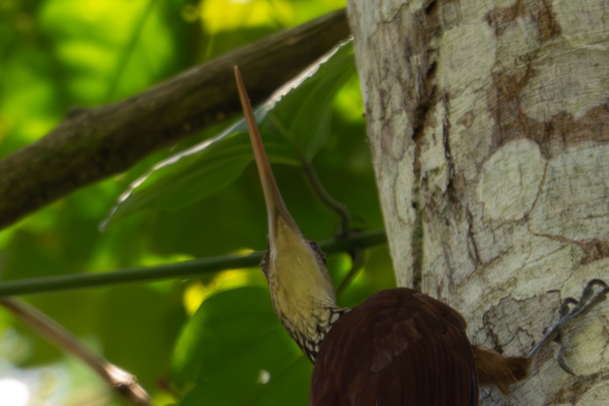 Long-billed Woodcreeper - ML643501543