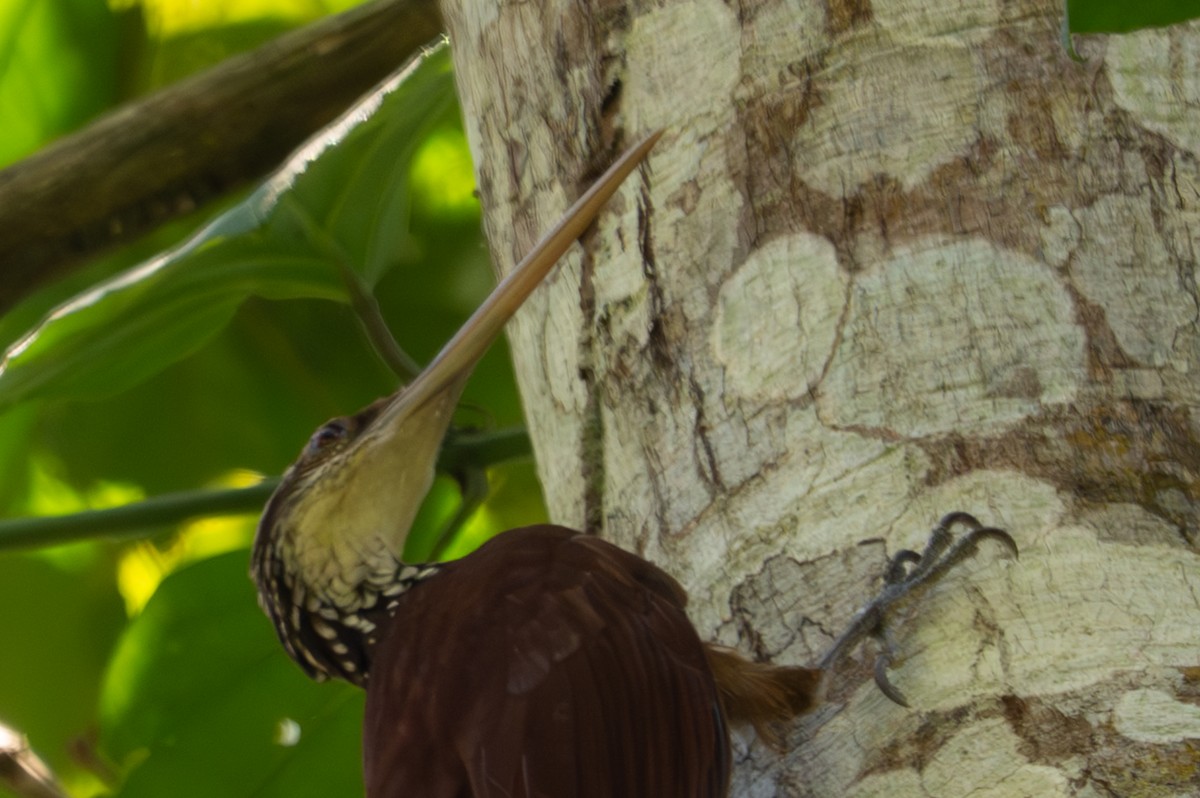 Long-billed Woodcreeper - ML643501544