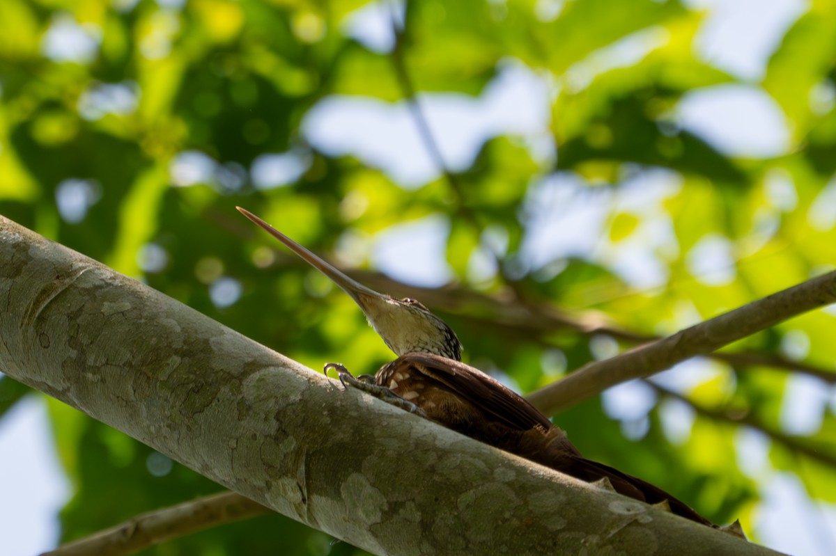 Long-billed Woodcreeper - ML643501546