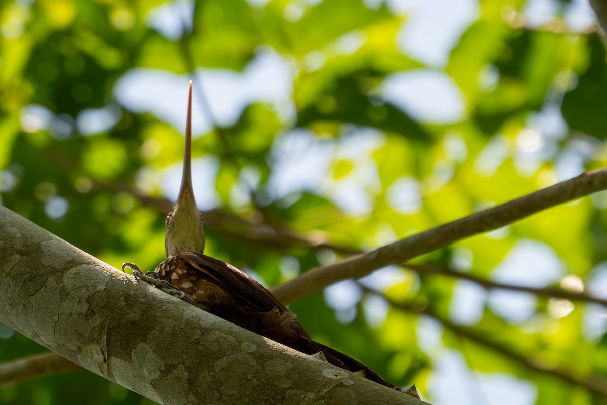 Long-billed Woodcreeper - ML643501547
