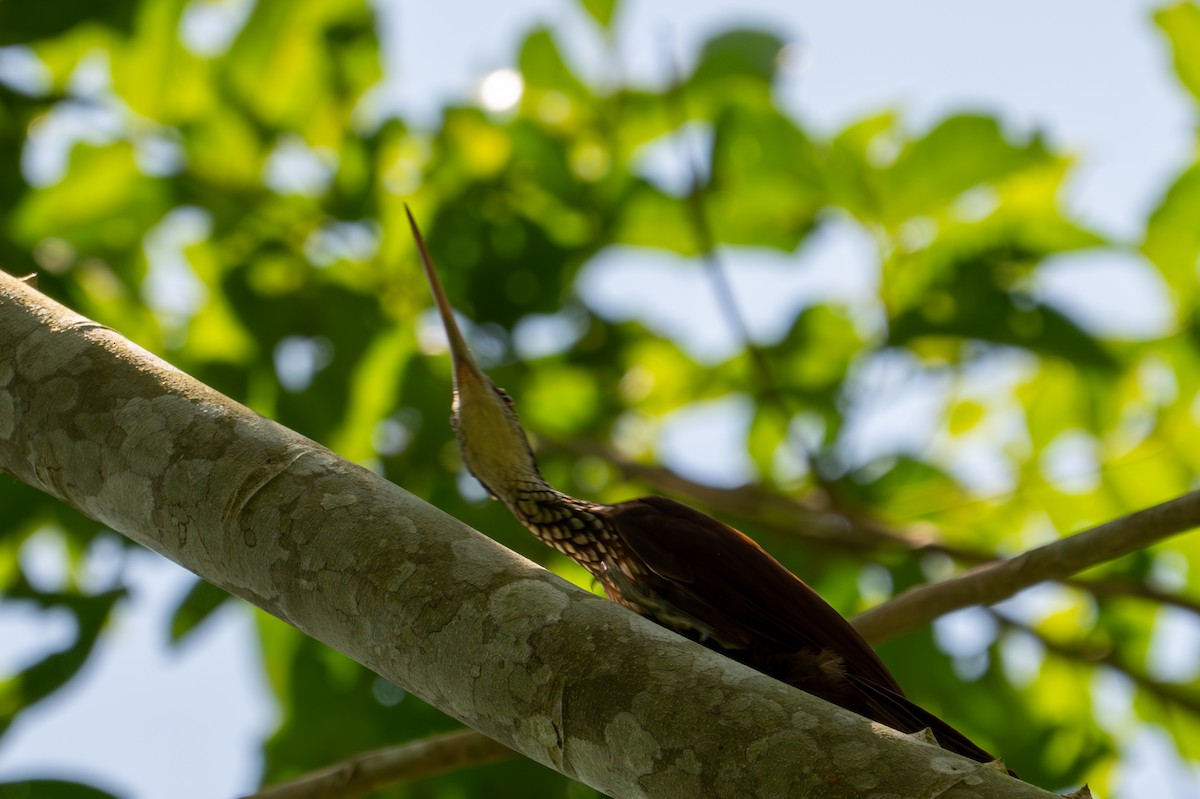 Long-billed Woodcreeper - ML643501548
