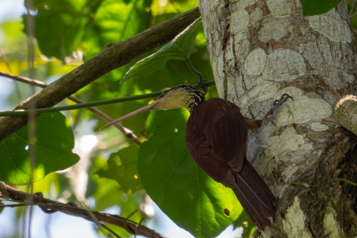 Long-billed Woodcreeper - ML643501554