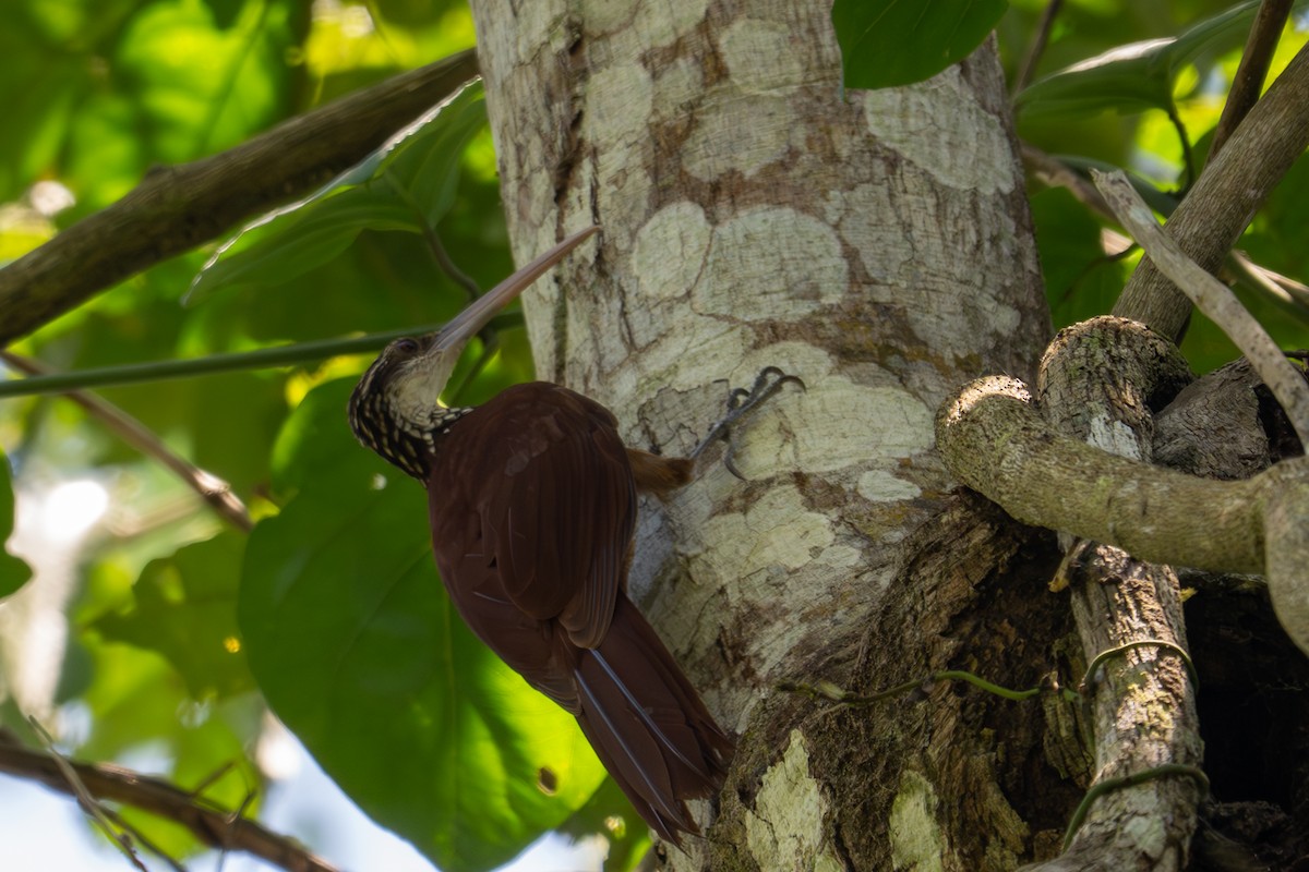 Long-billed Woodcreeper - ML643501555