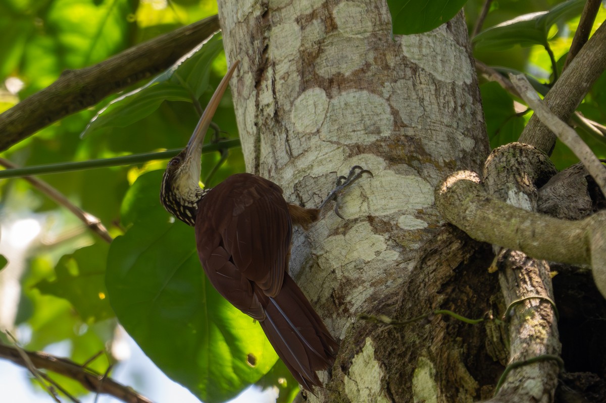 Long-billed Woodcreeper - ML643501556