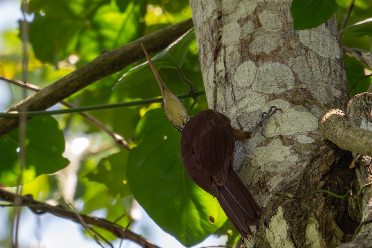 Long-billed Woodcreeper - ML643501557