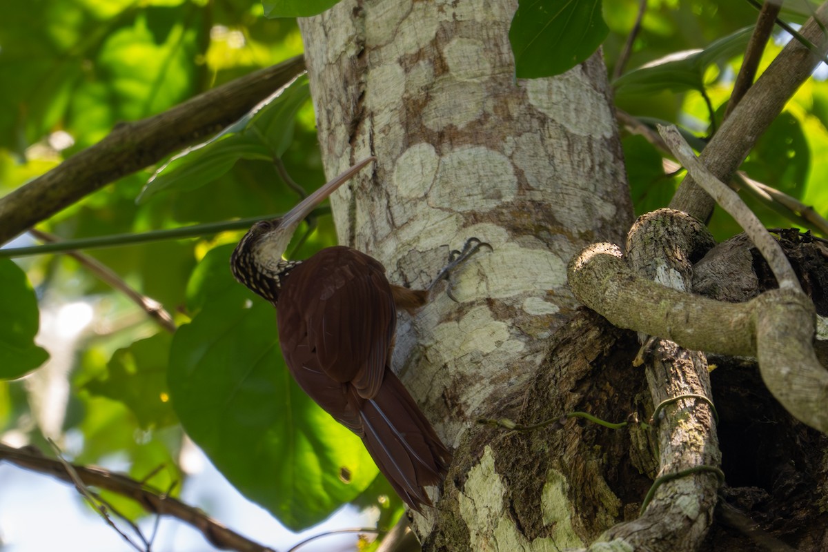 Long-billed Woodcreeper - ML643501558