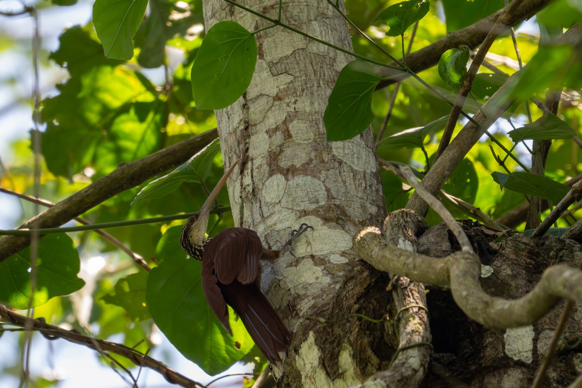 Long-billed Woodcreeper - ML643501559