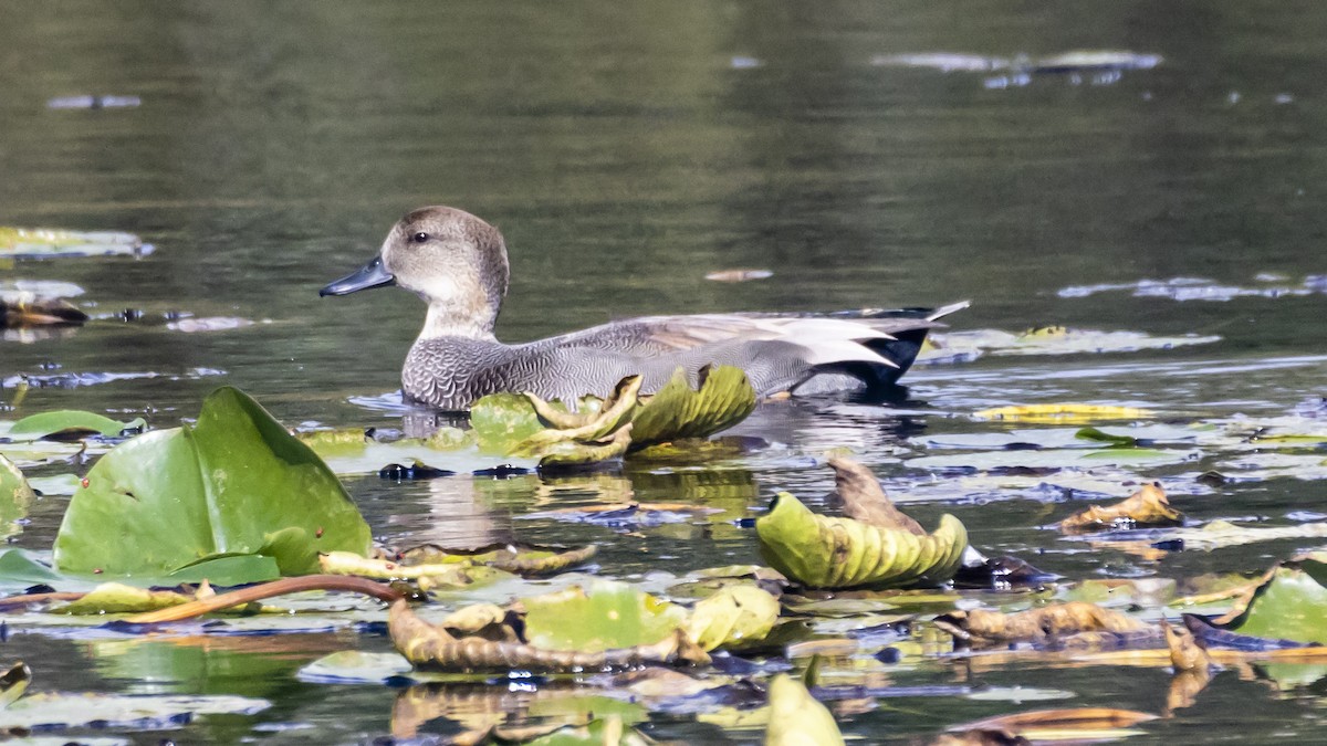 Gadwall - ML643501564