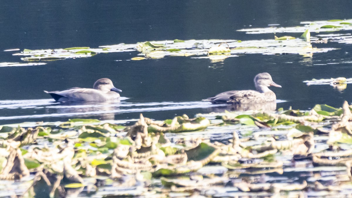 Gadwall - ML643501565