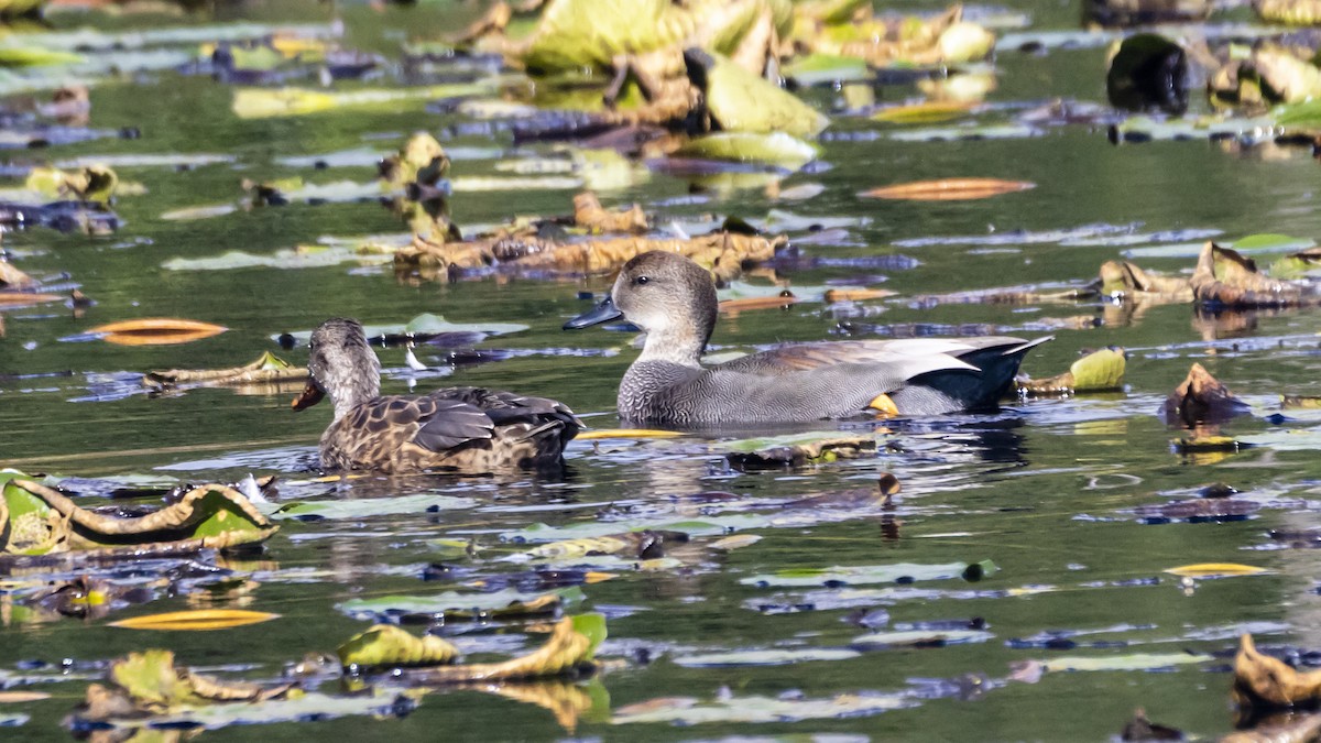Gadwall - ML643501566