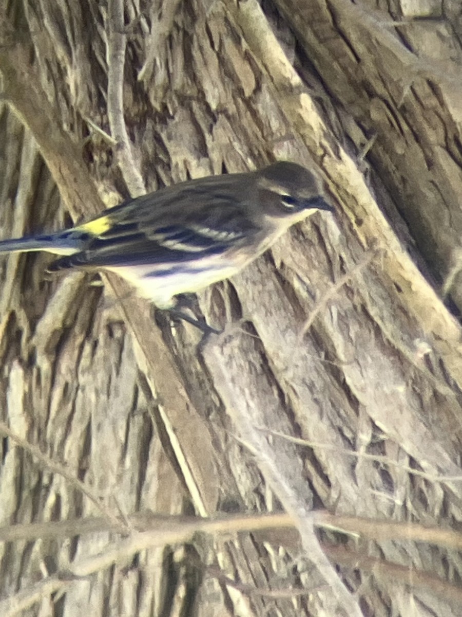 lesňáček žlutoskvrnný (ssp. coronata) - ML643501579