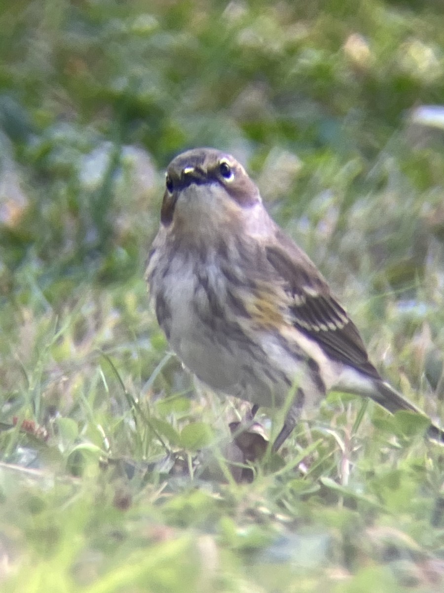 lesňáček žlutoskvrnný (ssp. coronata) - ML643501580