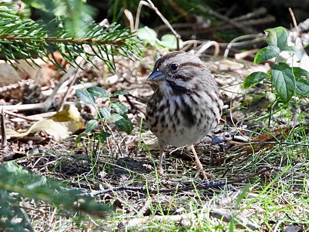 Song Sparrow - ML643501585