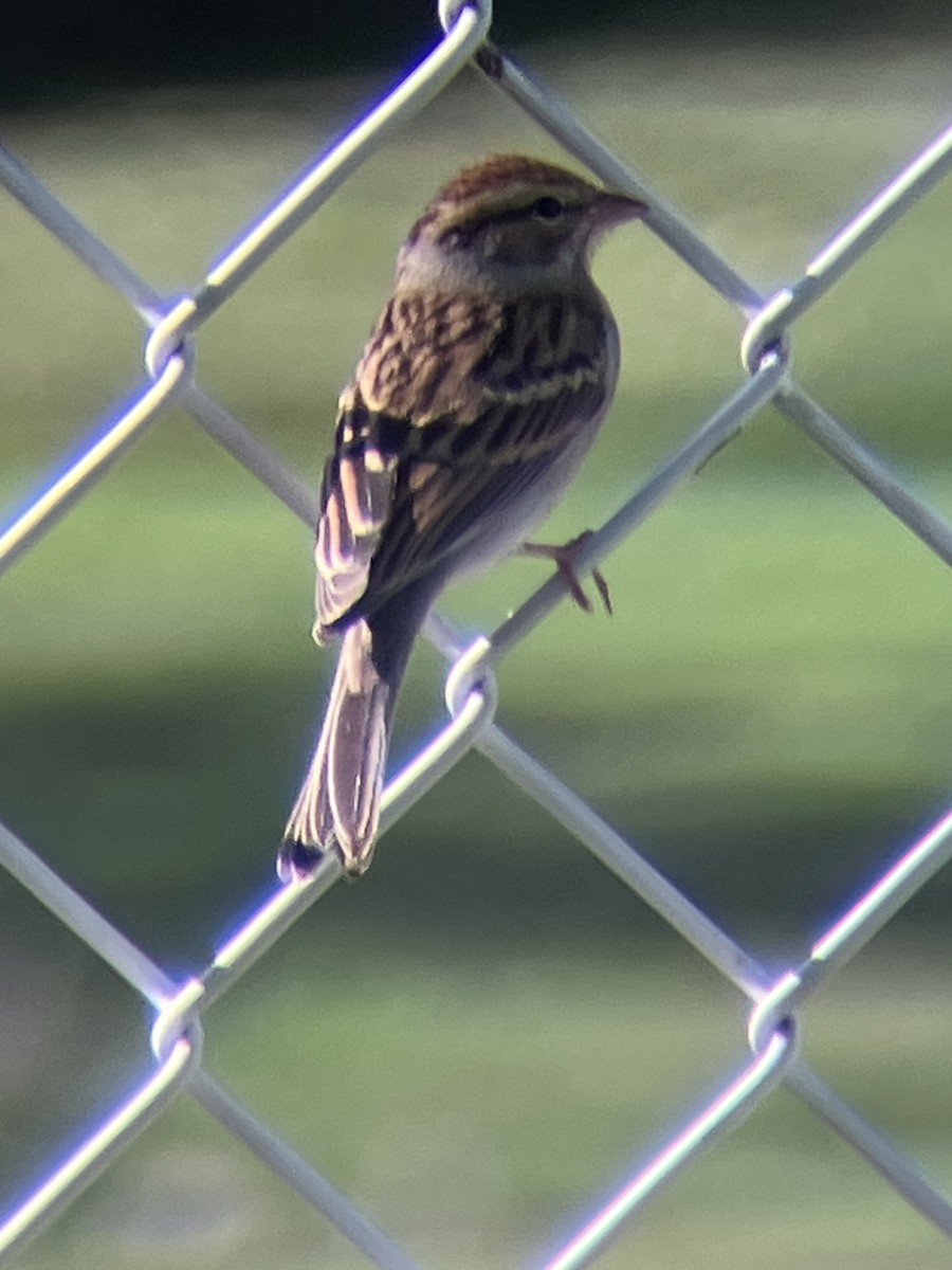 Chipping Sparrow - ML643501591