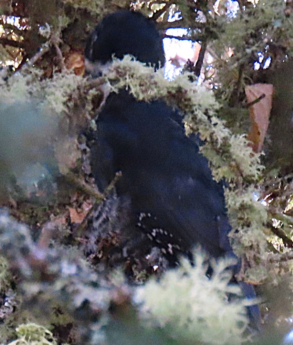 Black-backed Woodpecker - ML643501593