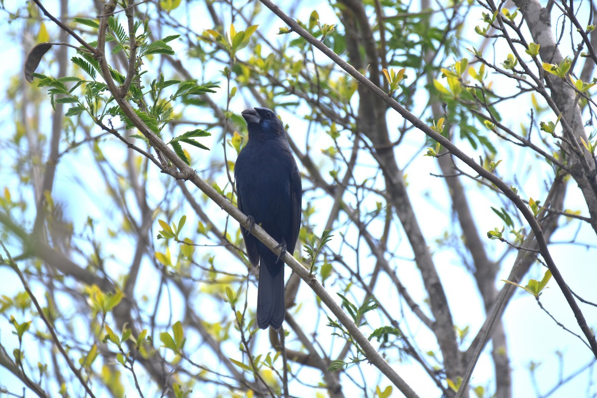 Ultramarine Grosbeak - ML643501594