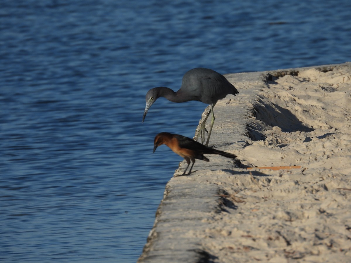 Little Blue Heron - ML643501595
