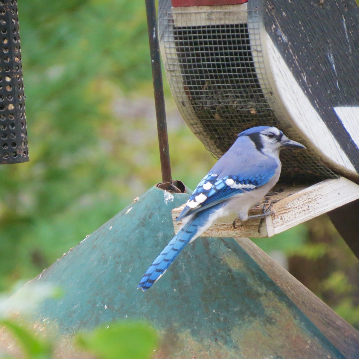 Blue Jay - ML643501596