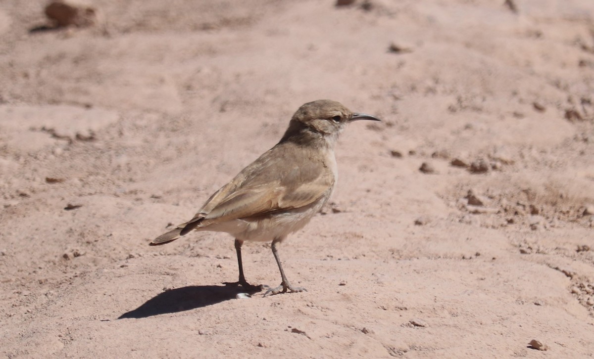 Puna Miner - ML643501607