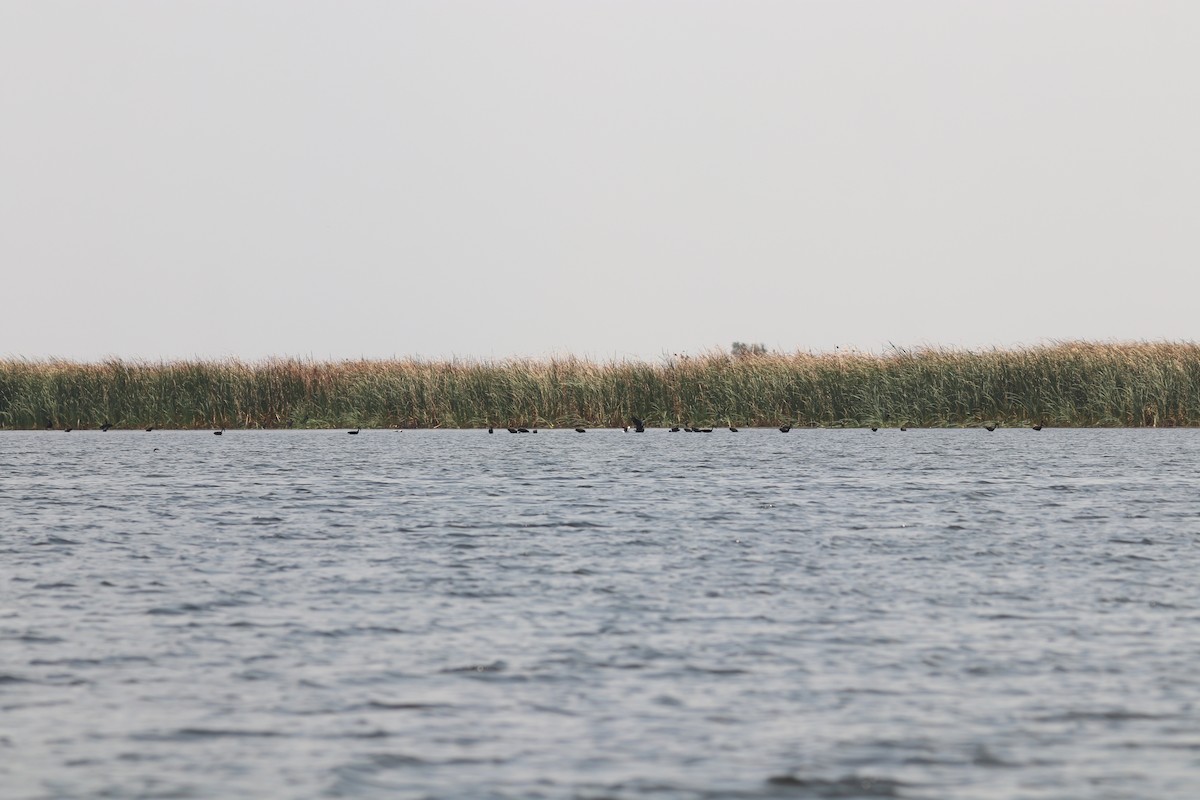 African Openbill - ML643501611