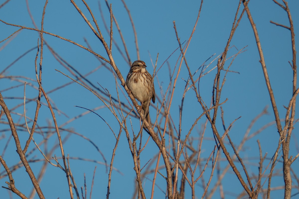 Song Sparrow - ML643501618