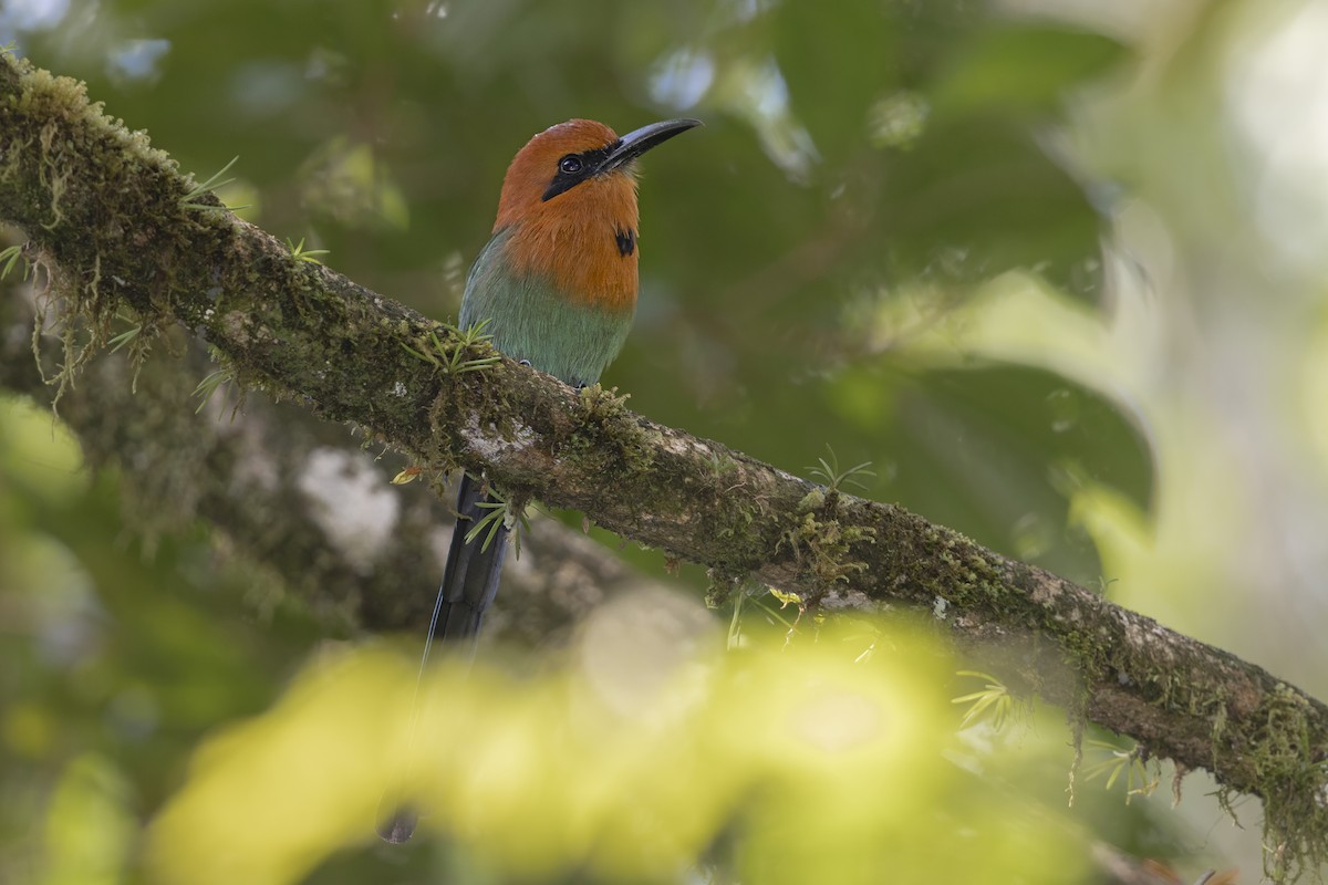 Broad-billed Motmot - ML643501628