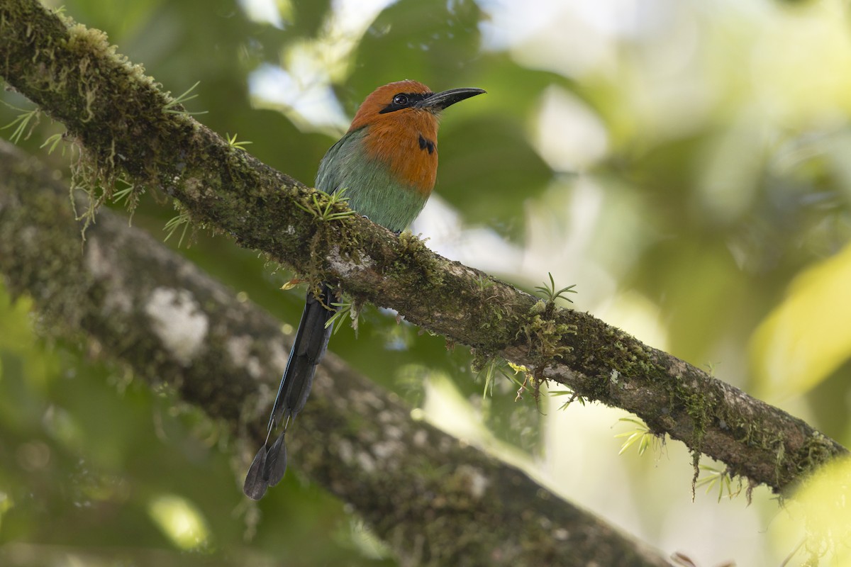 Broad-billed Motmot - ML643501629