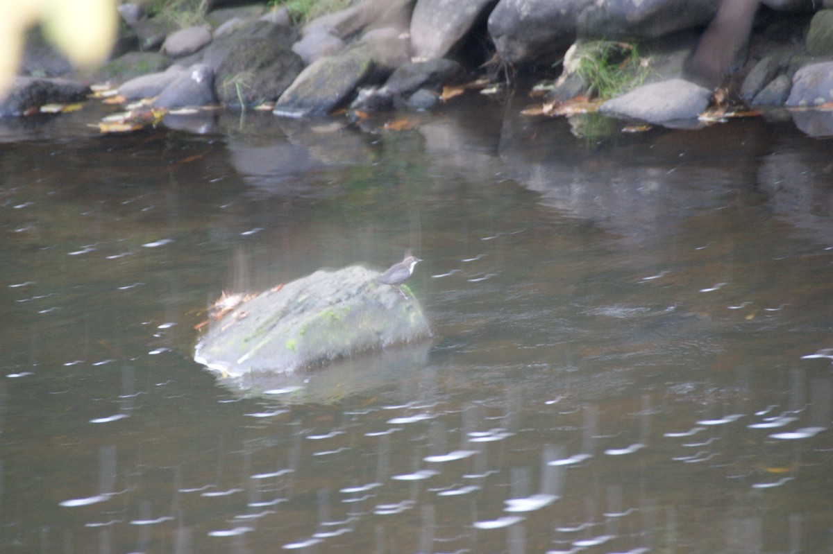 White-throated Dipper - ML643501636