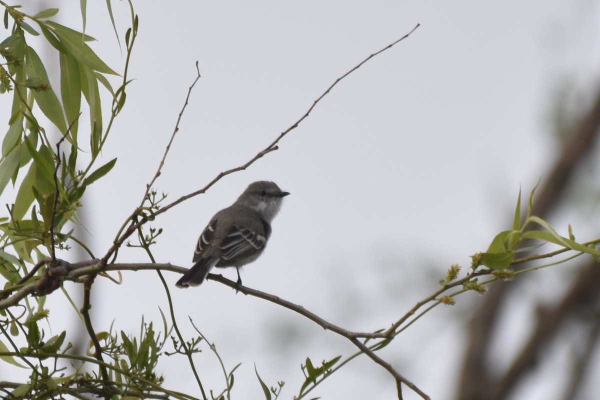 Suiriri Flycatcher - ML643501639