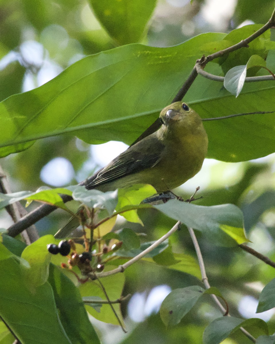 Scarlet Tanager - ML643501649