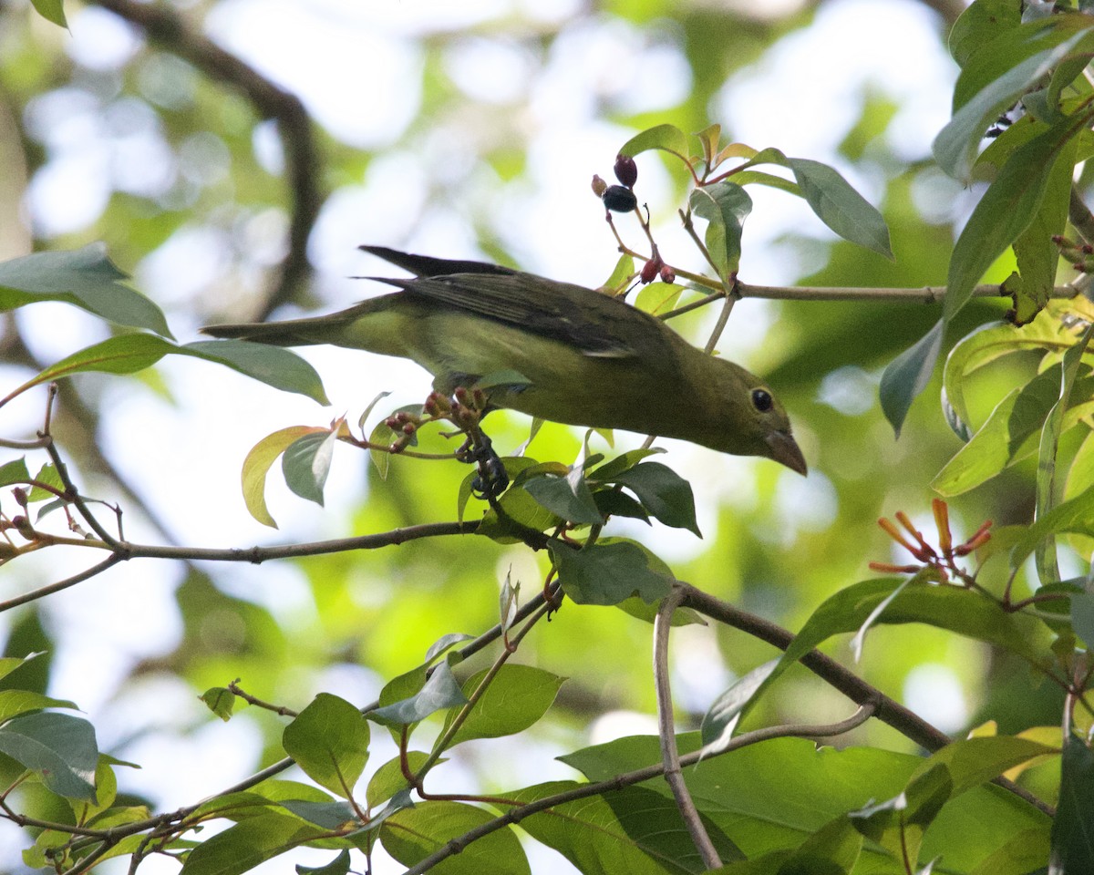 Scarlet Tanager - ML643501650