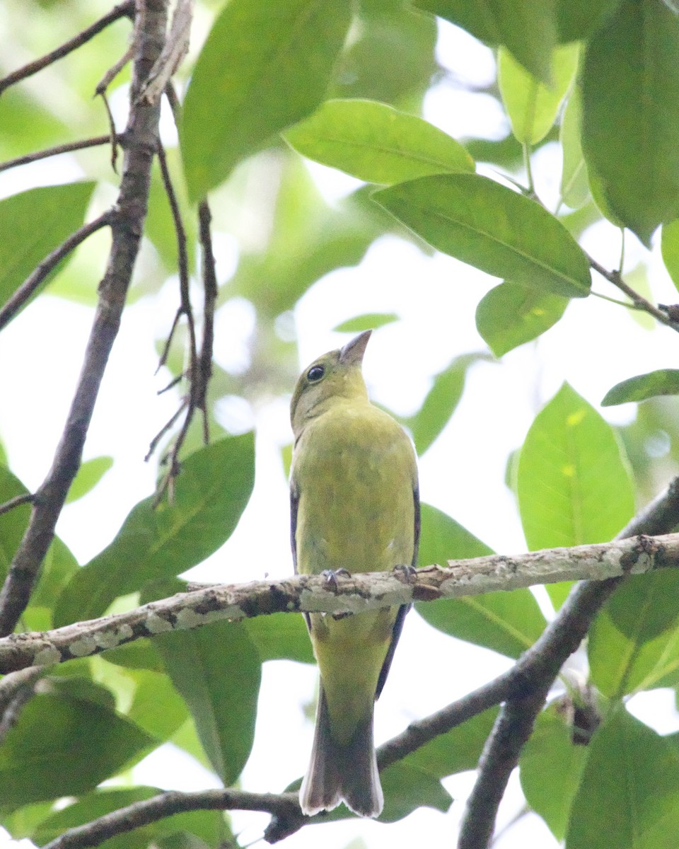Scarlet Tanager - ML643501652