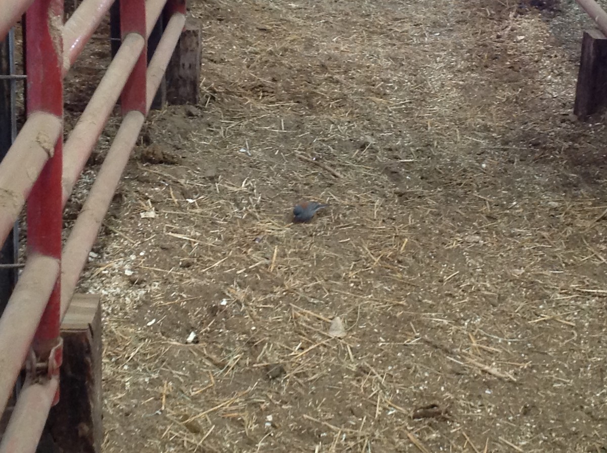 Junco ardoisé (caniceps) - ML643501666
