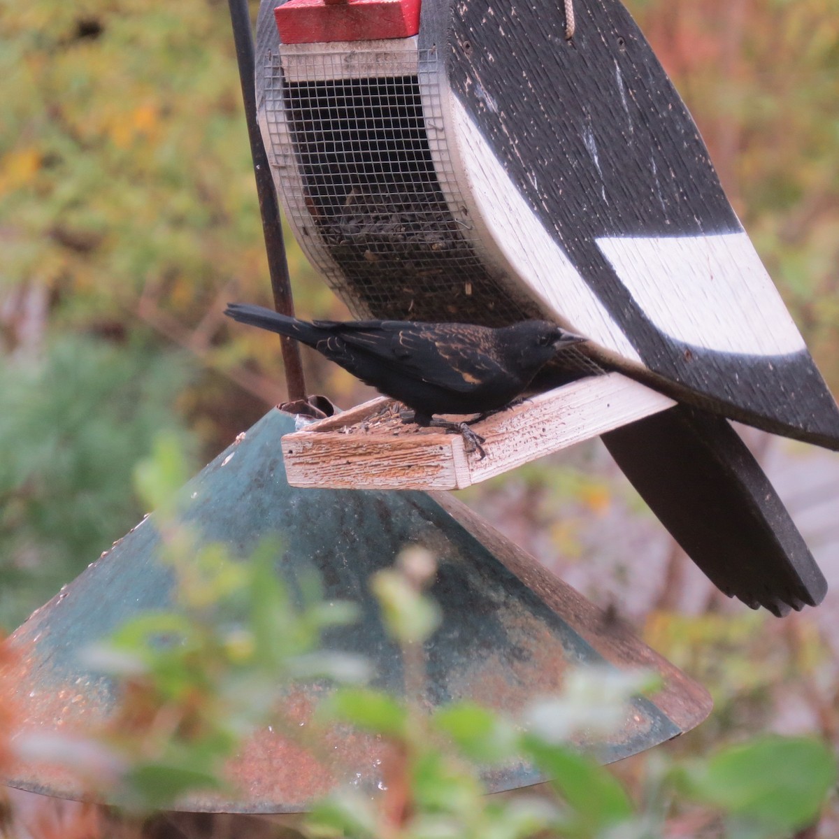 Red-winged Blackbird - ML643501694