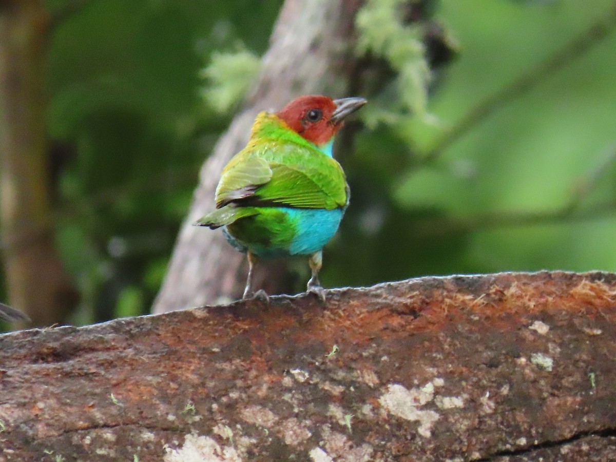 Bay-headed Tanager - ML643501696