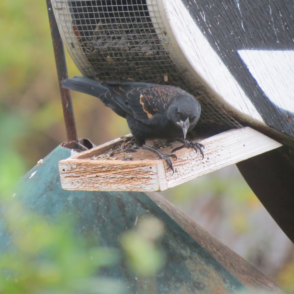 Red-winged Blackbird - ML643501700