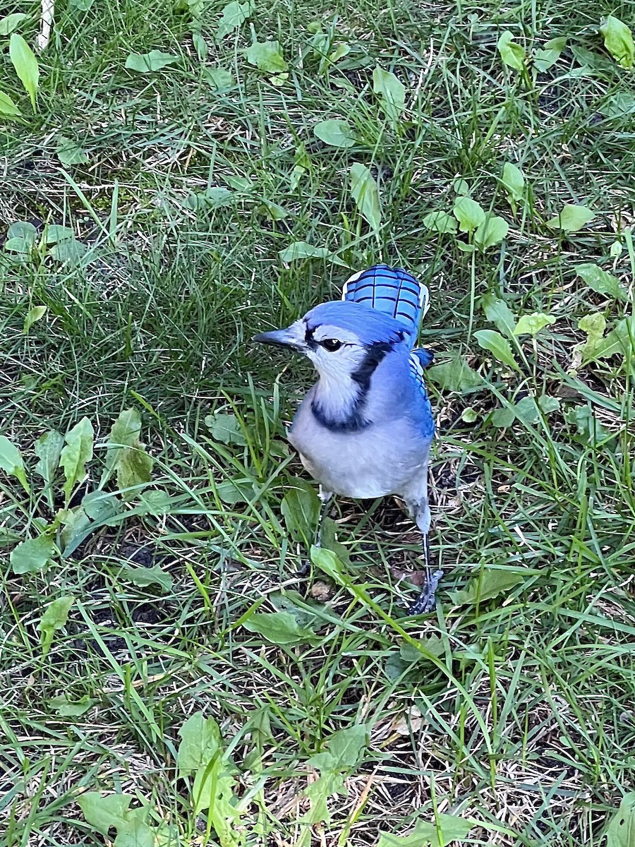 Blue Jay - ML643501711