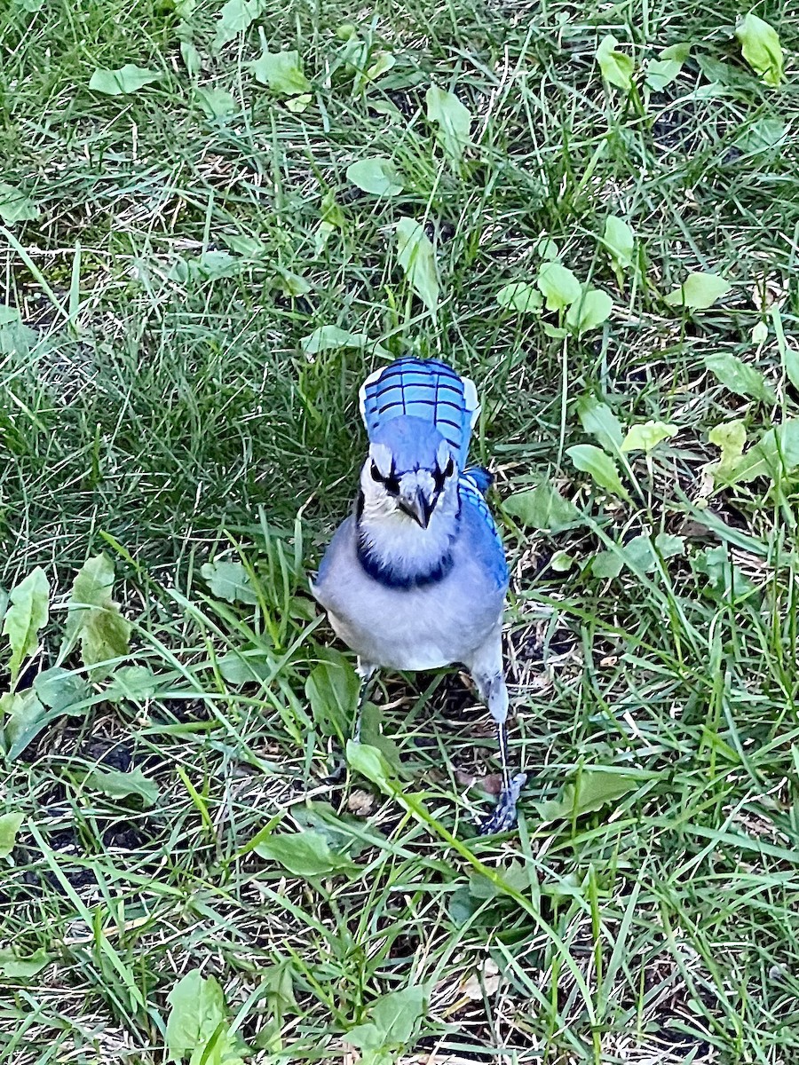 Blue Jay - ML643501712