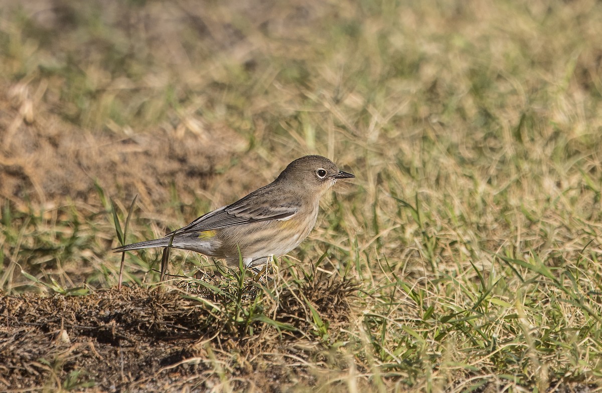 Yellow-rumped Warbler - ML643501713