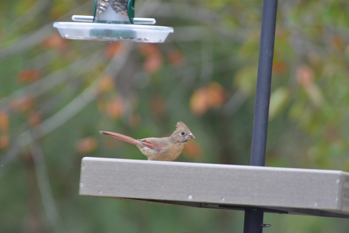 Northern Cardinal - ML643501735