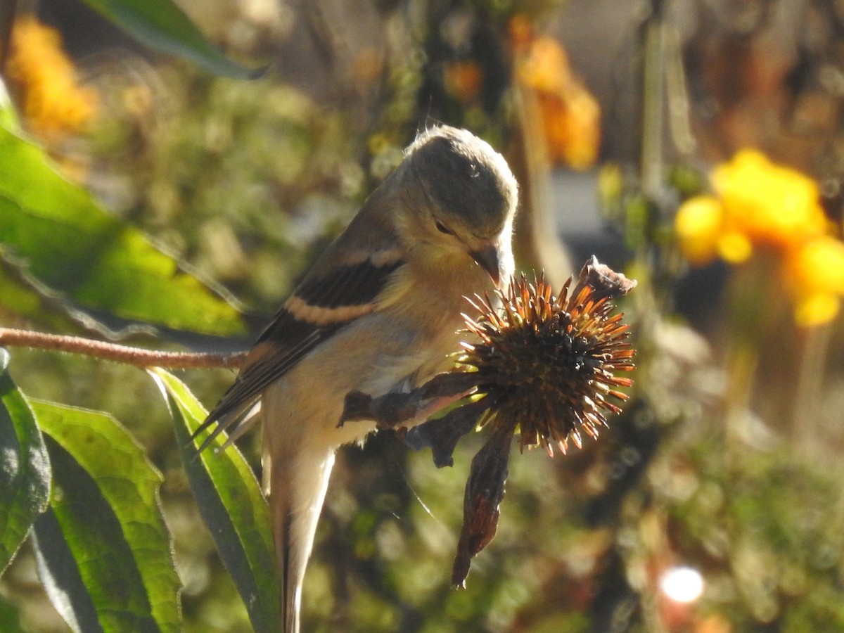 American Goldfinch - ML643501740