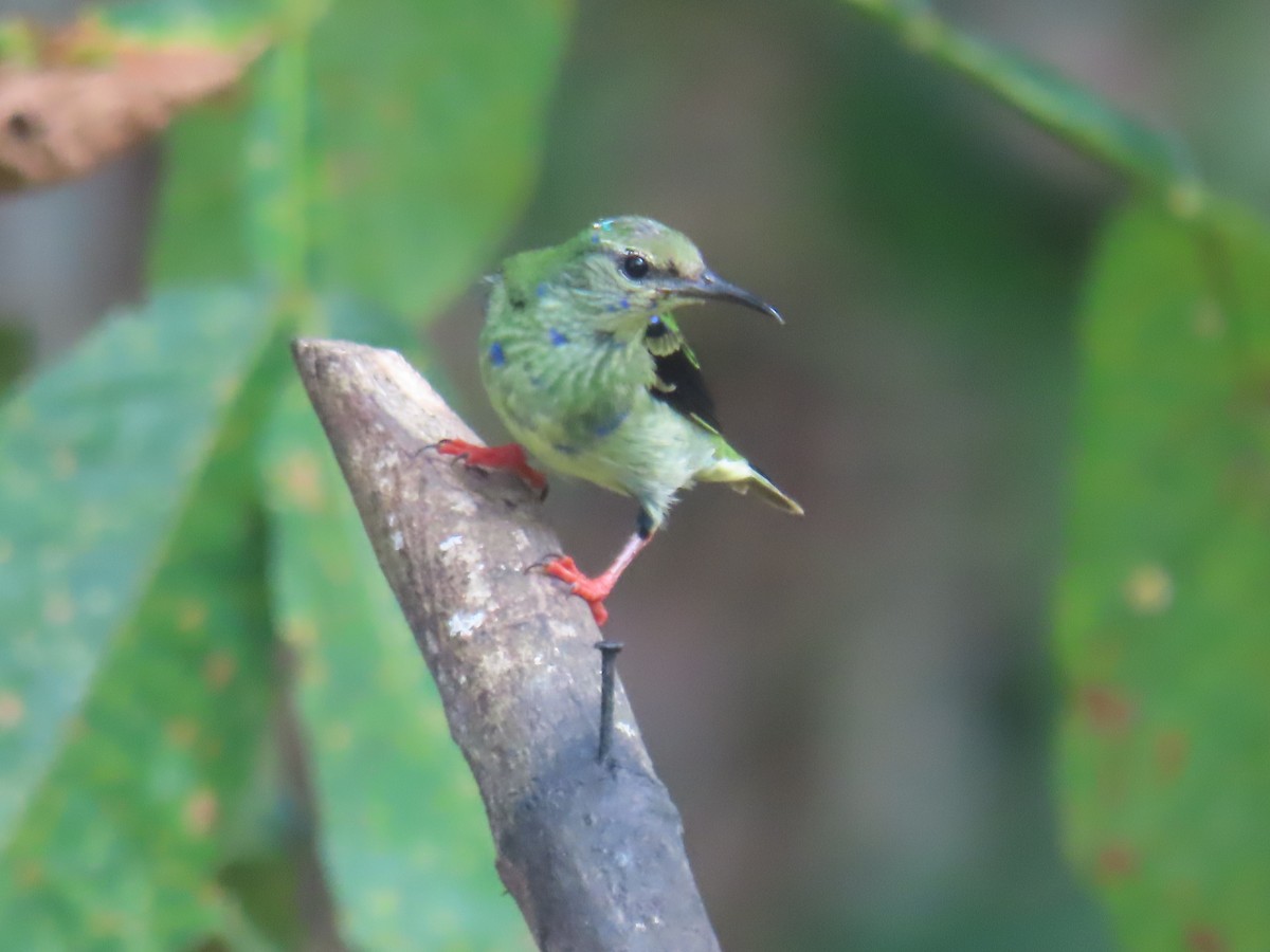 Red-legged Honeycreeper - ML643501757