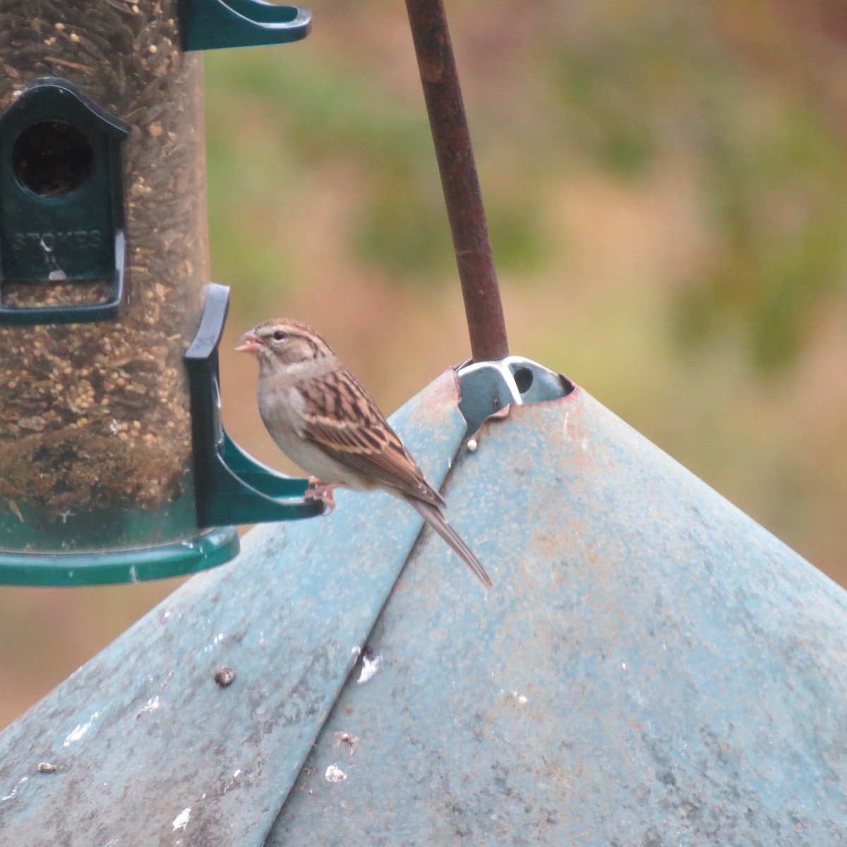 Chipping Sparrow - ML643501762